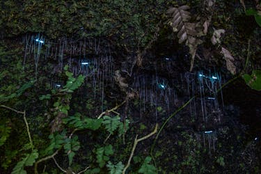 Excursão noturna pela floresta tropical e pirilampo